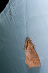 Dendrolimus punctata