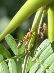 Pseudomyrmex ferrugineus