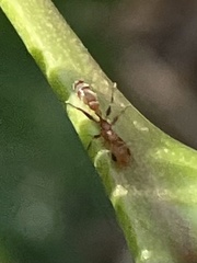 Pseudomyrmex ferrugineus