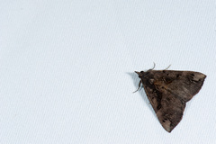 Hypena tenebralis