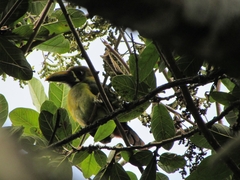 Aulacorhynchus prasinus