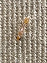 Pseudomyrmex pallidus