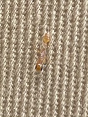 Pseudomyrmex pallidus