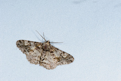 Alcis taiwanovariegata