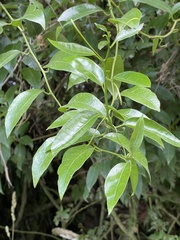 Passiflora tetrandra