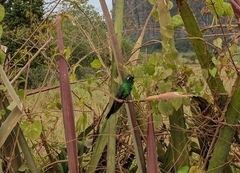 Riccordia ricordii