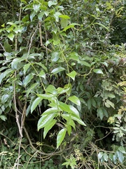 Passiflora tetrandra
