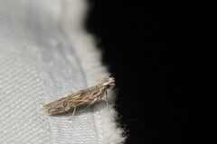 Hypatima anguinea