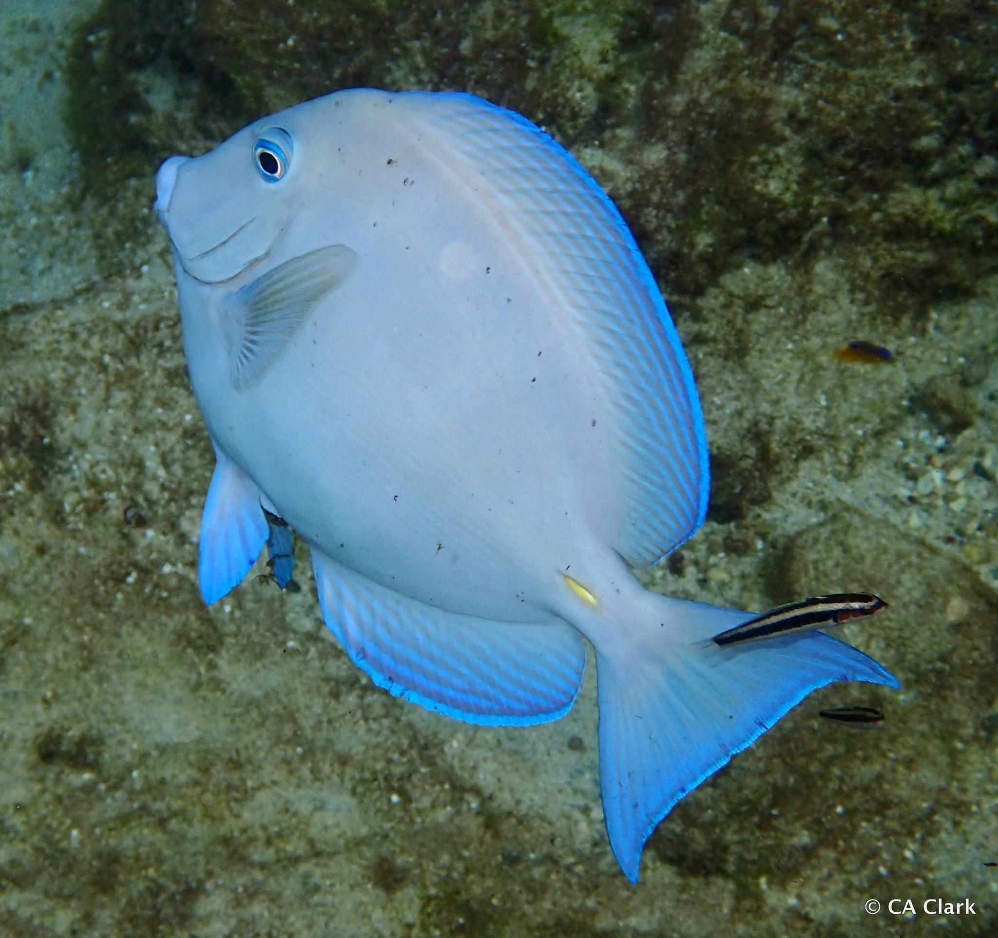 Doctorfish (Acanthurus chirurgus) · iNaturalist