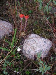 Castilleja coccinea