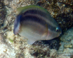 Scarus taeniopterus