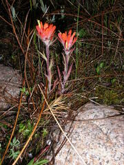 Castilleja coccinea