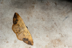 Lophobates ochrolaria