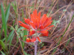 Castilleja coccinea