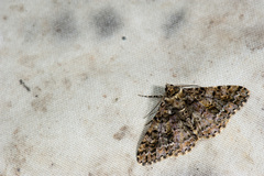 Alcis taiwanovariegata