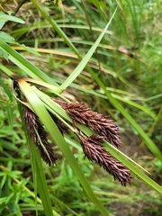 Cyperus ustulatus