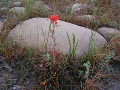 Castilleja coccinea