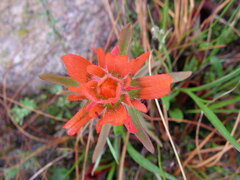 Castilleja coccinea