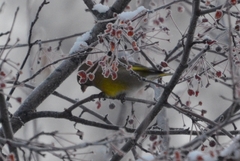 Chloris chloris