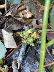 Tuckermanopsis orbata