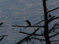 Aulacorhynchus prasinus