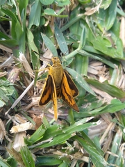 Cephrenes trichopepla