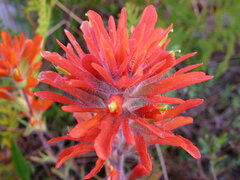 Castilleja coccinea