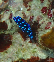 Microspathodon chrysurus