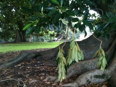 Manorina melanocephala