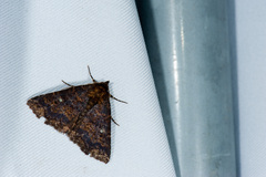 Hypersypnoides punctosa