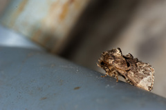 Hampsonella arizana
