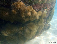 Stichodactyla helianthus