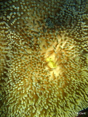 Stichodactyla helianthus