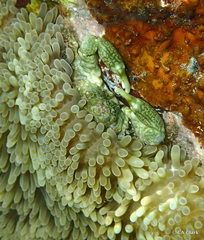 Mithraculus sculptus
