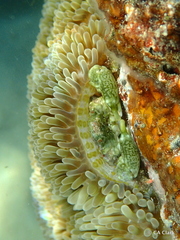 Mithraculus sculptus