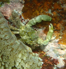 Mithraculus sculptus