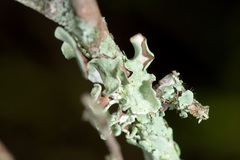 Striglocyrbasia meguae