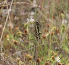 Synthemis eustalacta