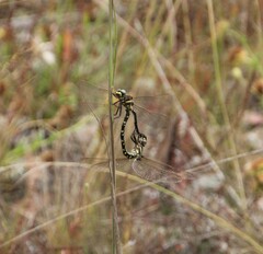 Synthemis eustalacta