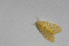 Hemipsilia coavestis