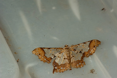 Krananda semihyalina