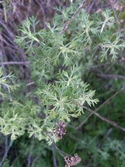 Eriophyllum confertiflorum
