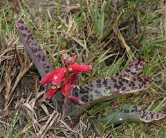 Lachenalia bulbifera
