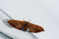 Comparmustilia gerontica