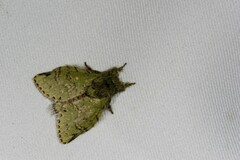 Benbowia takamukuanus