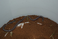 Rhinotyphlops lalandei