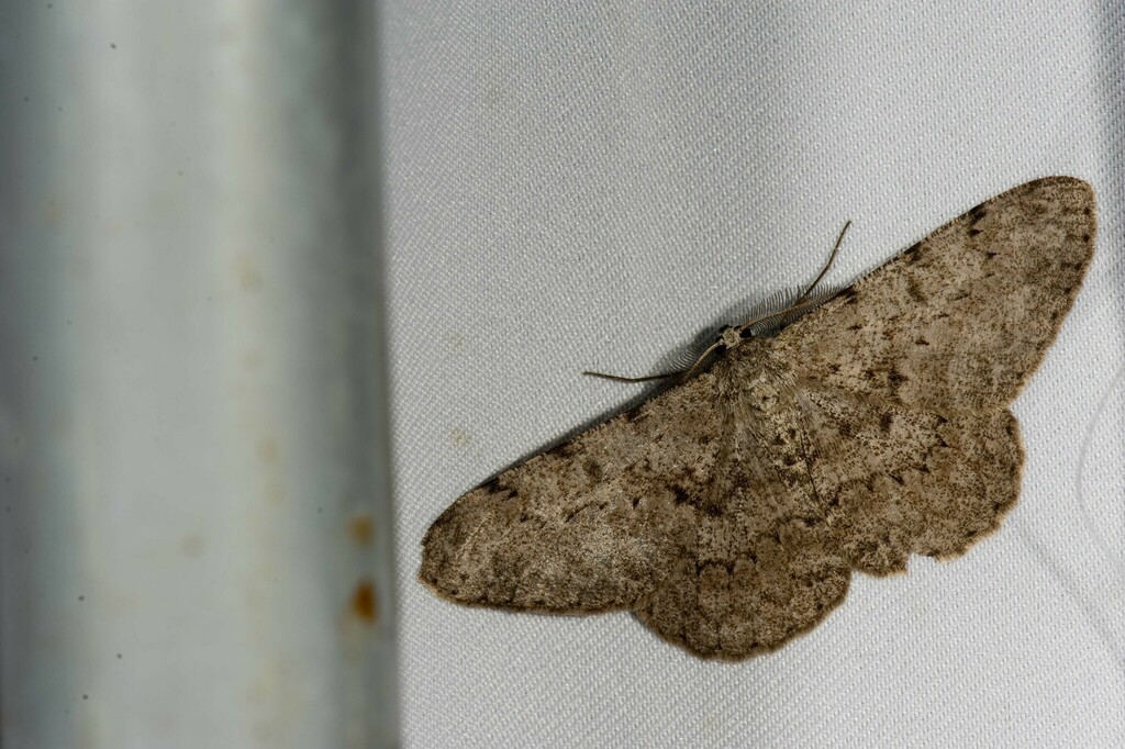 Hypomecis formosana