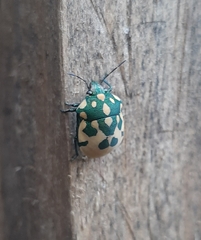 Pachycoris torridus