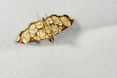 Chabula trivitralis
