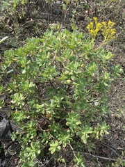 Sedum dendroideum